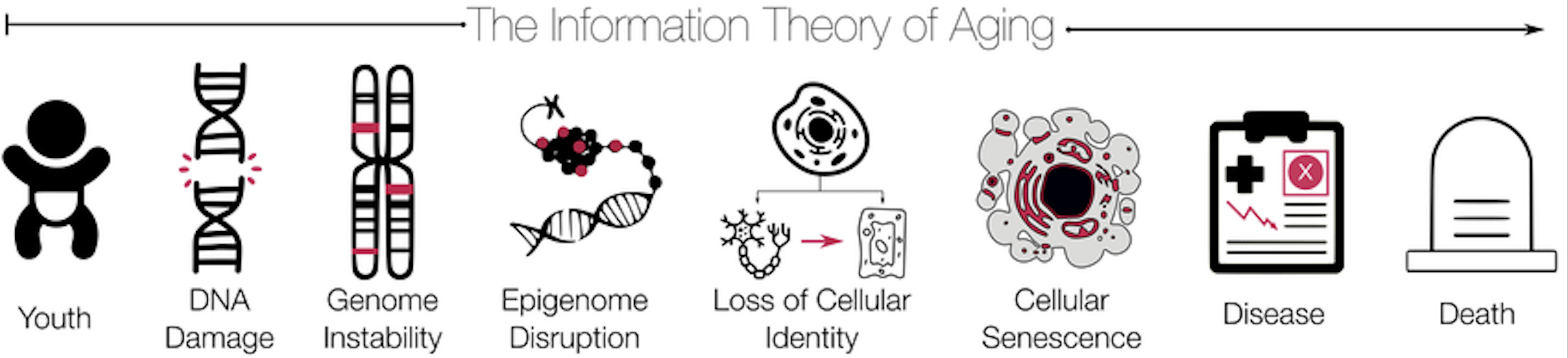 Information Theory of Aging