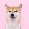 Shiba Inu Pictures