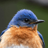 Twitter API